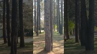 АБХАЗИЯ. ДОМ ОТДЫХА,, ПСОУ". ТЕРРИТОРИЯ.