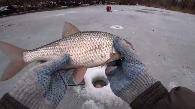ПЛОТВА КРУПНЕЕ ЩУКИ! Рыбалка на лесном озере на мормышку и жерлицы.