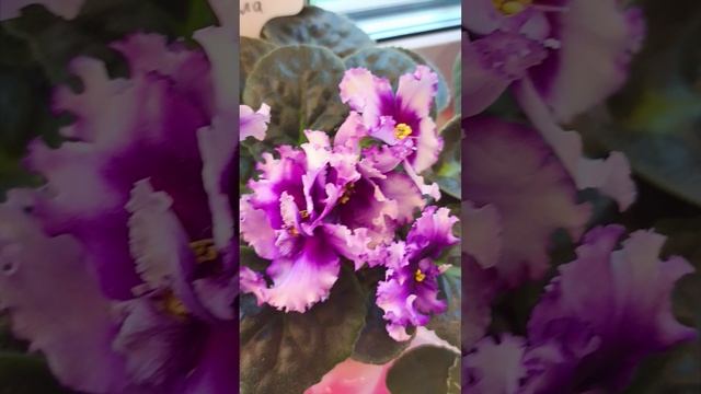 Мамины Цветущие Фиалки 04.05.2025!