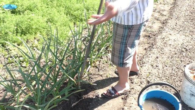 Чеснок-важная подкормка для увеличения головки!