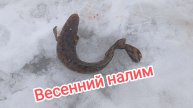Весенний налим на донку