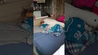 заправляю постель с котом .