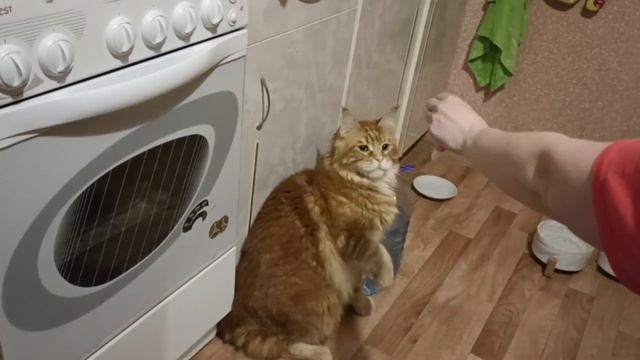Что это за игрушка? Она противно шумит, уберите ее немедленно от меня мяу