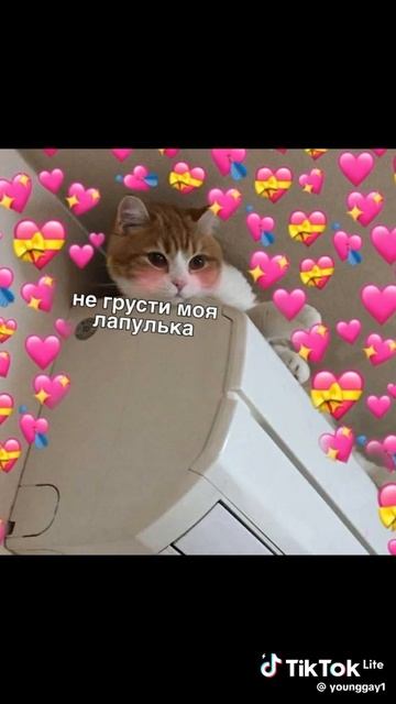 VID-20250504-WA0005.mp4