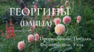 ГЕОРГИНЫ (DAHLIA). ПРОРАЩИВАНИЕ. ПОСАДКА. ФОРМИРОВАНИЕ. УХОД