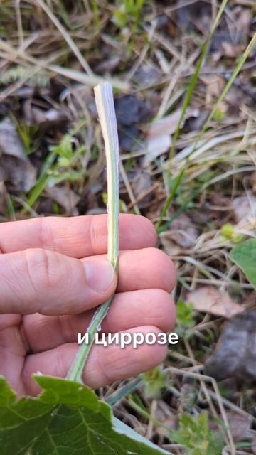 токсины на выход!
