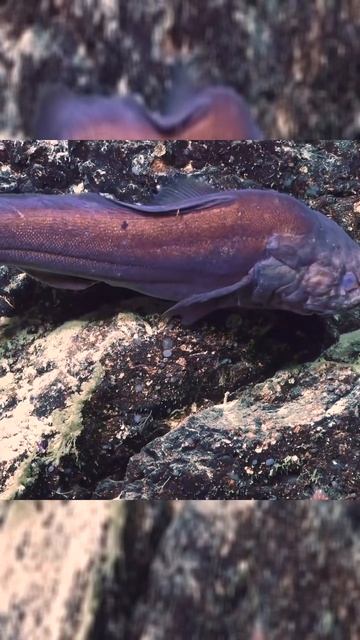 Тайна вечного цикла: как смерть рождает жизнь коралловых рифов