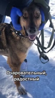 Август из приюта ищет дом /Москва, Некрасовка