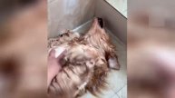 Приколы с котами! Смешные коты с ОЗВУЧКОЙ! СМЕШНЫЕ ЖИВОТНЫЕ 2022! Ржака до слез – Доми шоу