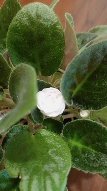 Белая махровая с фиолетовой серединкой💮