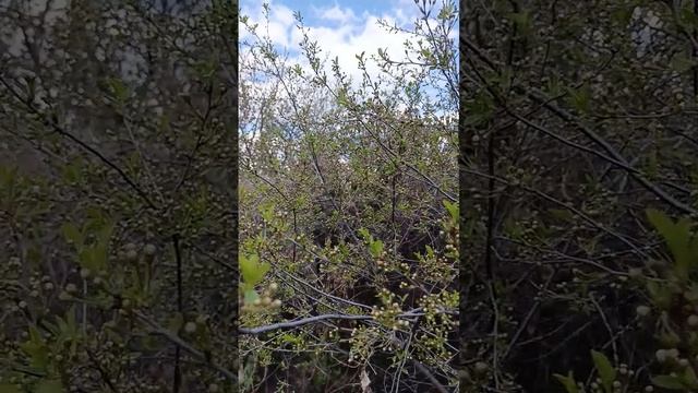 1000599391.mp4