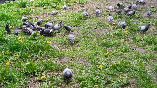 Голубиная столовая🐦И даже собачка им не страшна)