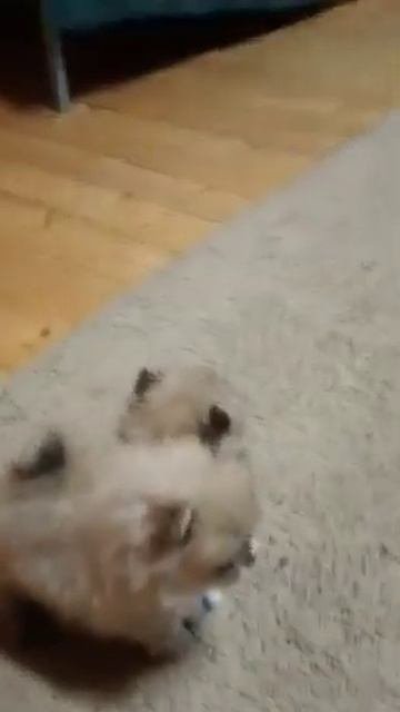 шпицы