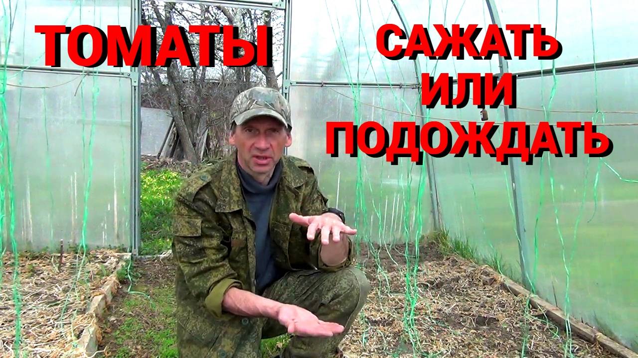 Когда высаживать рассаду томатов в теплицу. Простой и надёжный способ  определения.