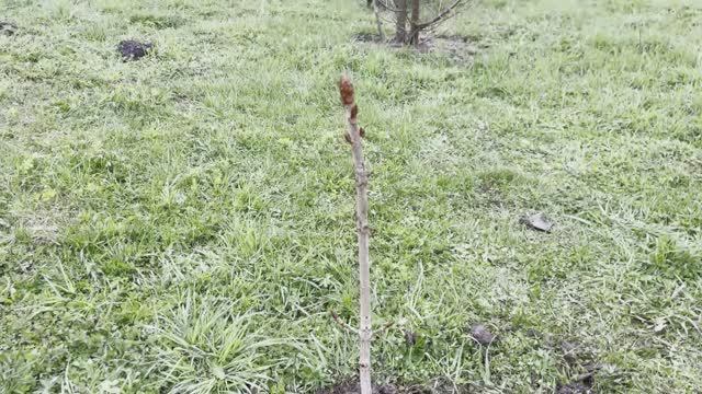 Каштановый "каприс"