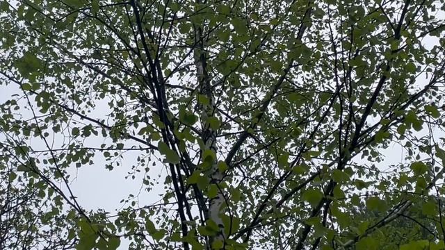 Мох на березе 04-05-2025