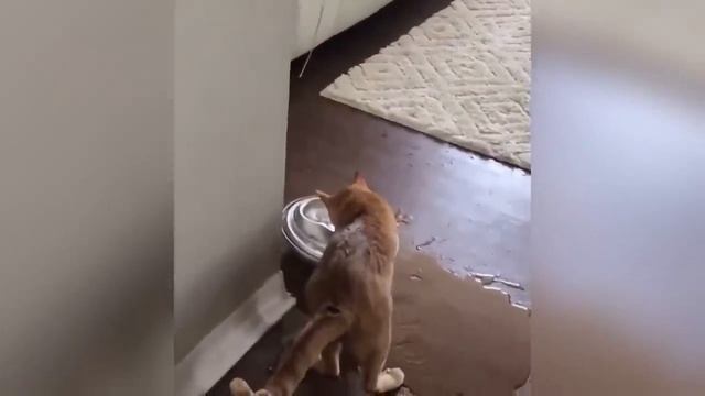 смешные кошки и собаки 2025