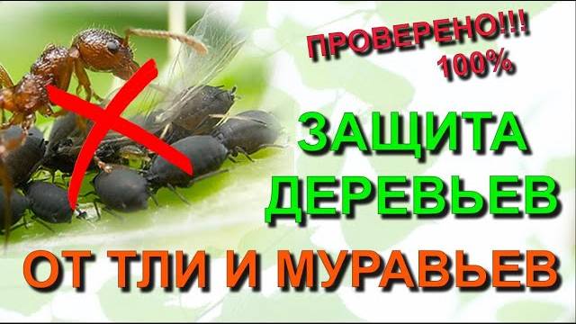 СОСЕДИ В ШОКЕ! Мои яблони ЧИСТЫЕ, хотя я ничего не опрыскиваю! РАСКРЫВАЮ ХИТРОСТЬ!