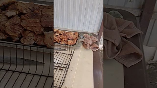 шашлыки пожарились