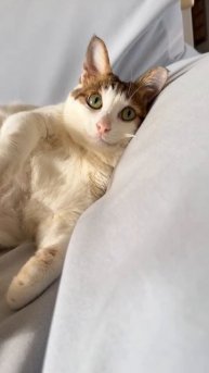 Милый котя проснулся