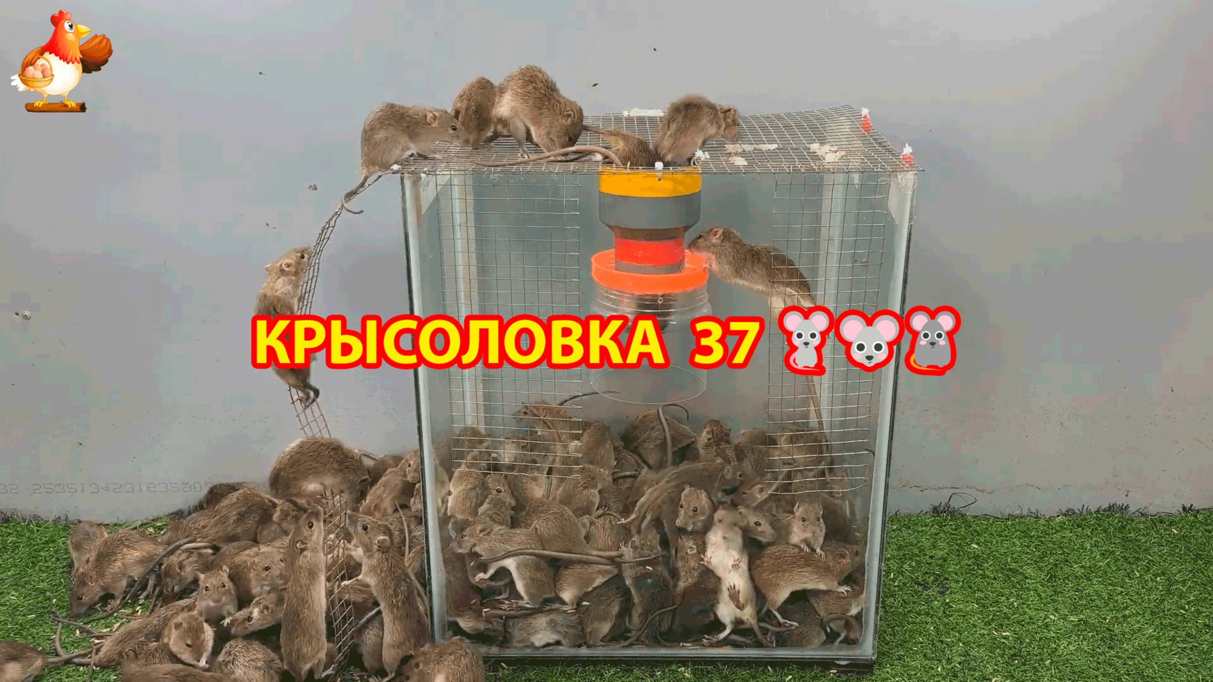Крысоловка вариант (37) 🐀 Как сделать крысоловку своими руками и поймать кучу крыс 🐀🐁🐀