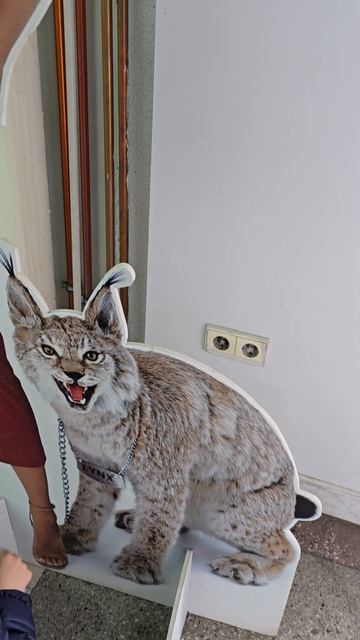 рысь