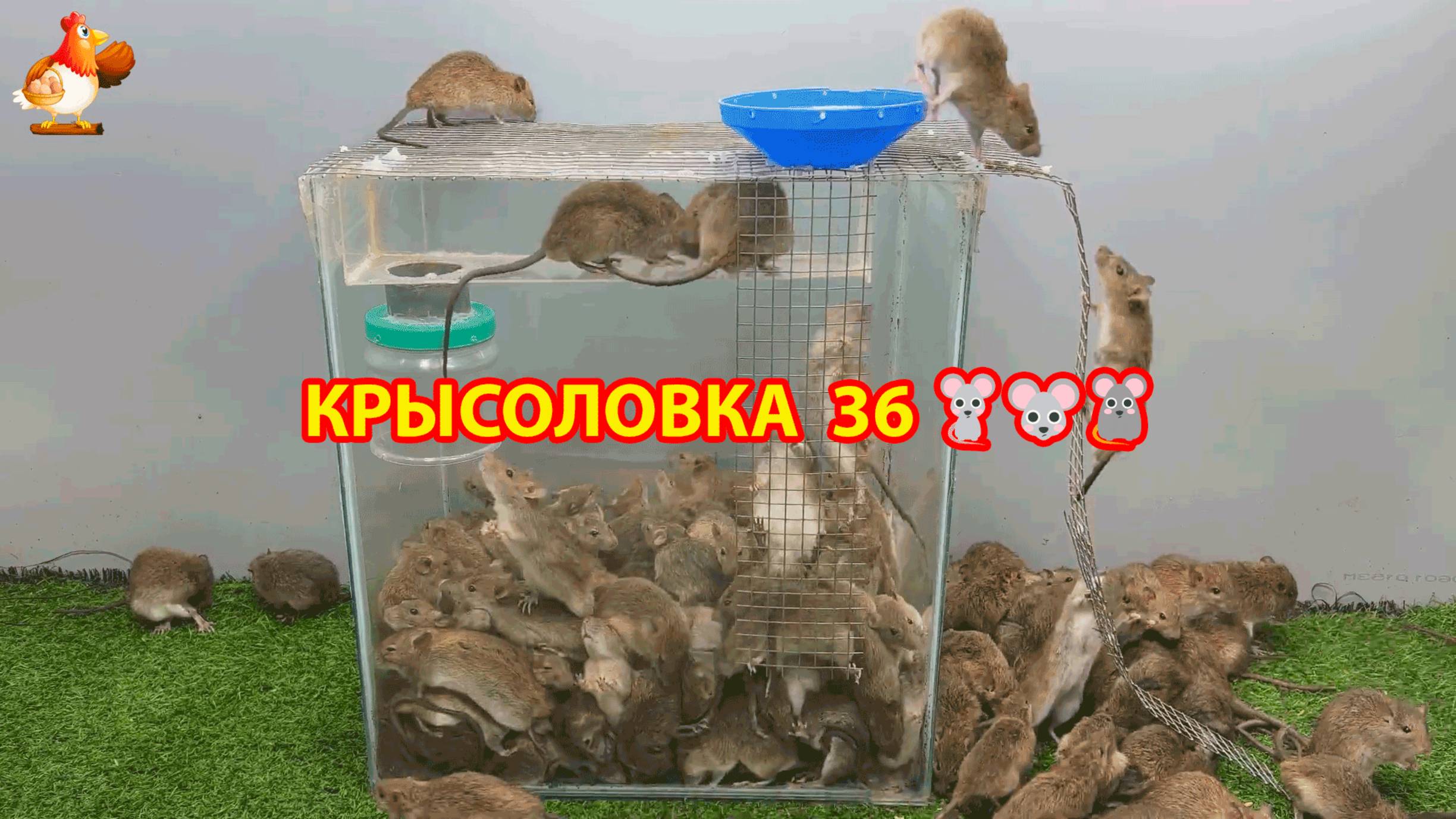 Крысоловка вариант (36) 🐀 Как сделать крысоловку своими руками и поймать кучу крыс 🐀🐁🐀