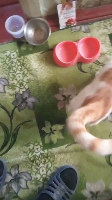 Кошачий корм Сладкая жизнь