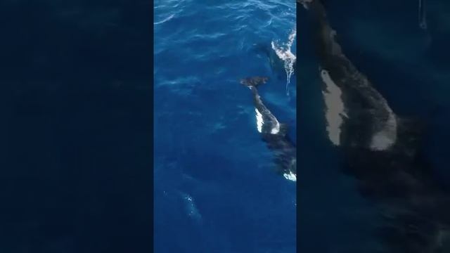 Косатка играет с дельфином