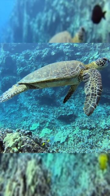 Секрет морских черепах: как они пьют солёную воду и остаются живыми?