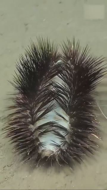 многощетинковый червь