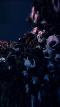 Крабы-фермеры: как они выращивают бактерии, чтобы выжить в жестоком подводном мире