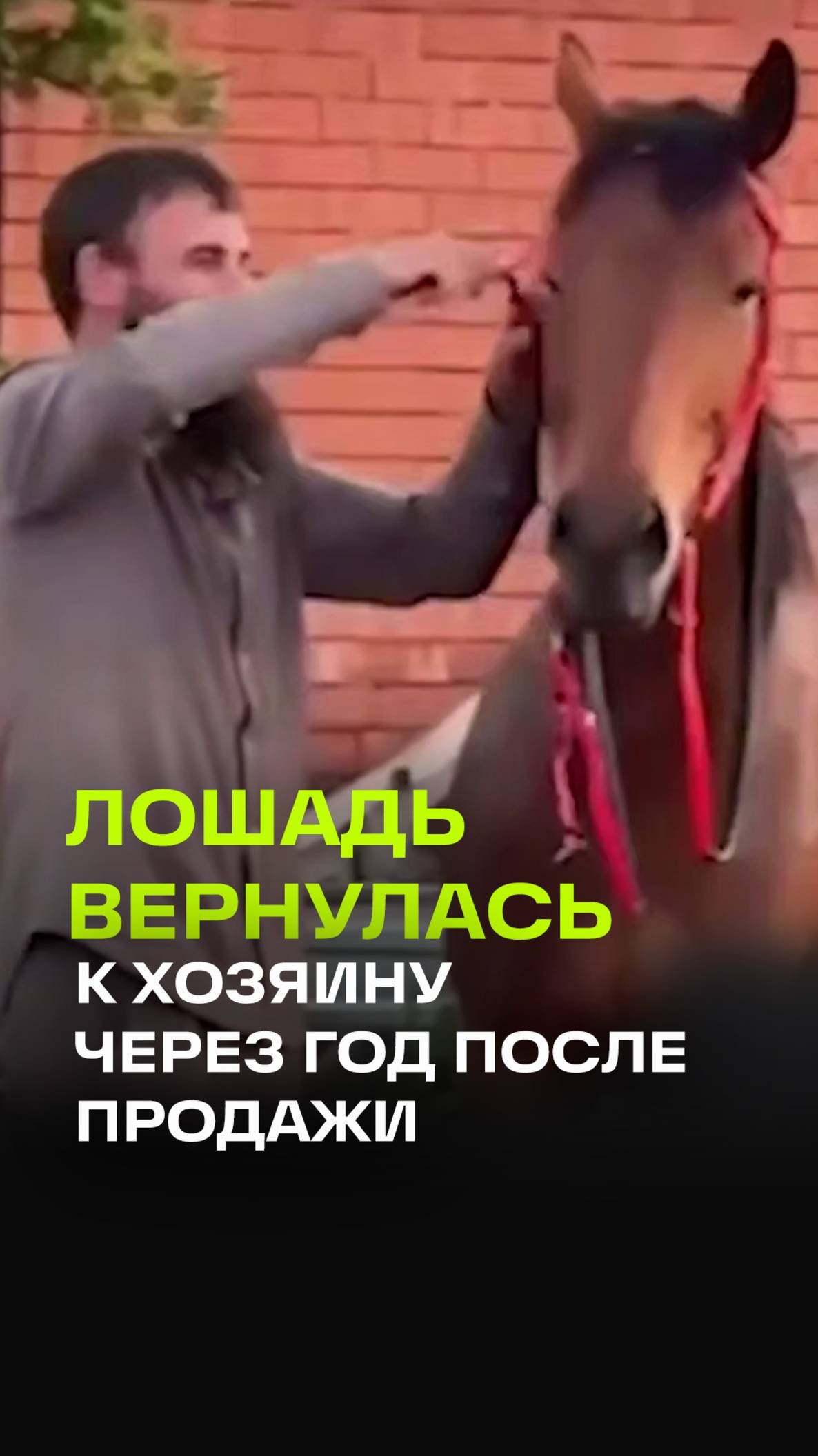 Лошадь не смогла жить без хозяина и вернулась к нему через год после продажи в Ингушетии