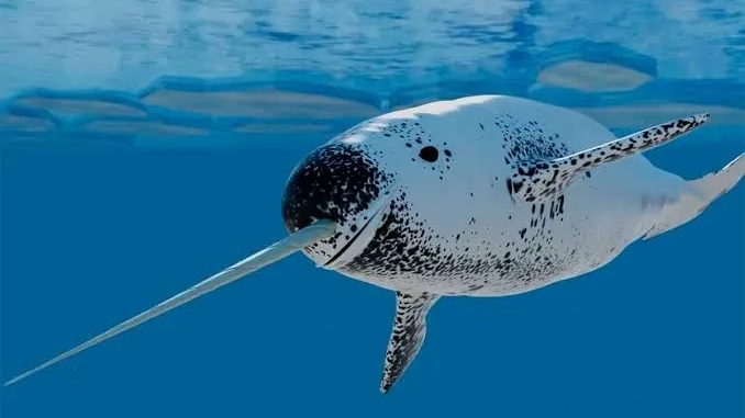 морской единорог