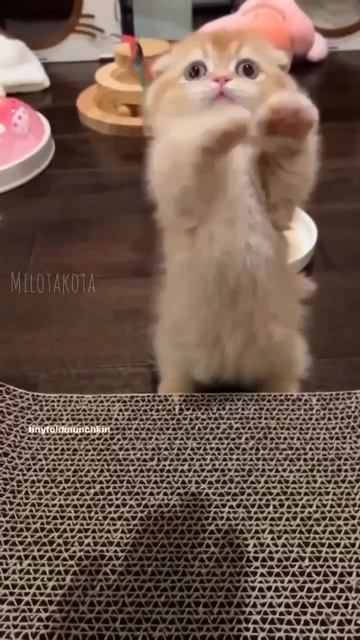 какой мимишный