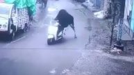 В Индии бык угнал скутер и поехал кататься!