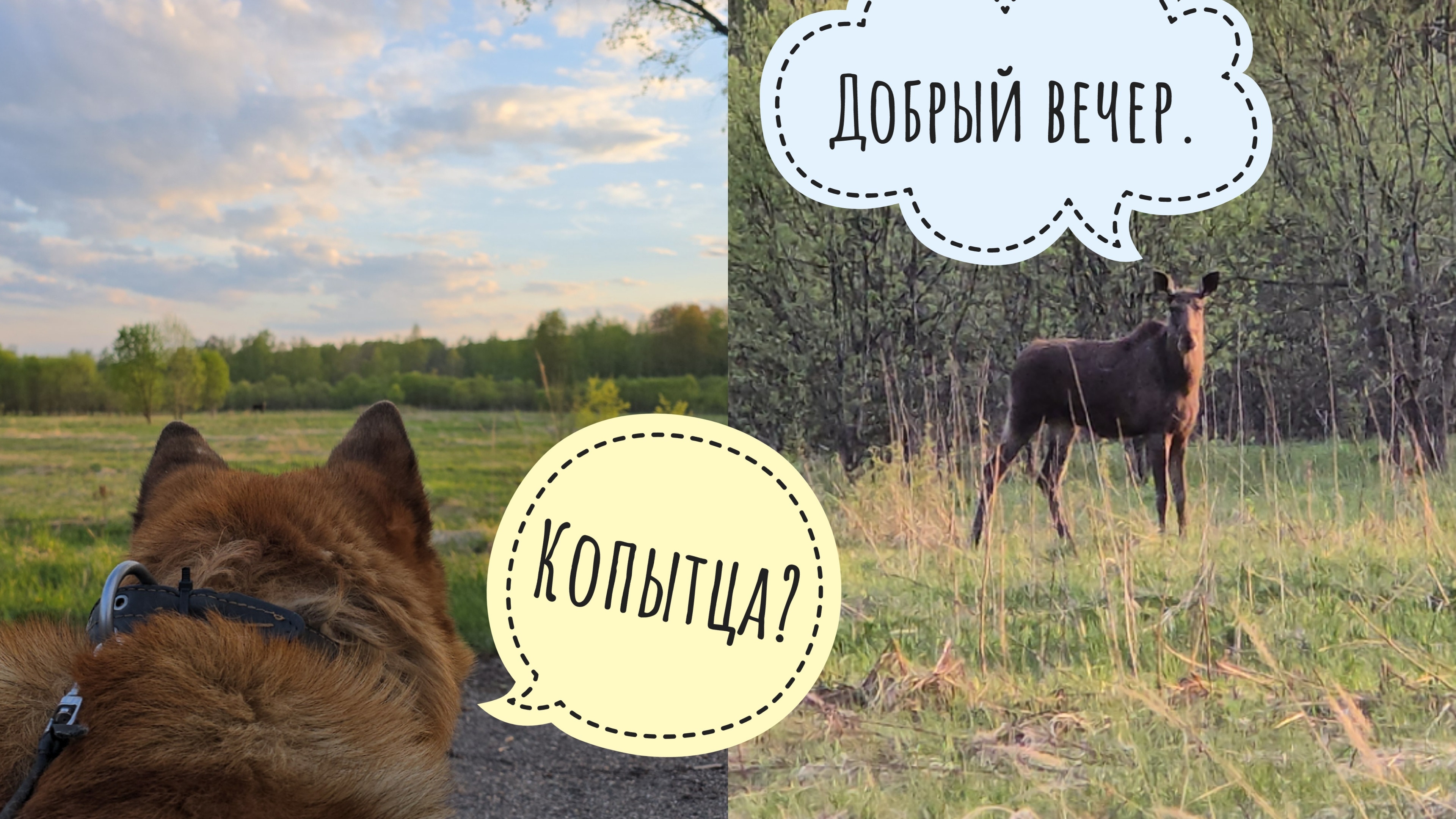 Лоси пришли в Совиный Дол всей толпой! Семь лосей пасутся на медвежьих лужайках, а Маша бросила кота