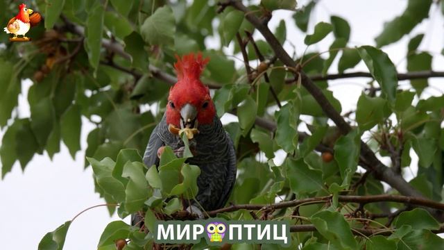 Мир птиц – красота и грация пернатых созданий Природы 🦩🦚🦜 Выпуск (87) 🦉🐦🐤