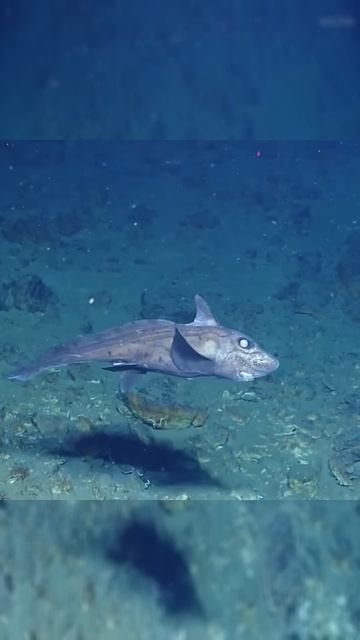 Ядовитый защитник океана: как эта рыба выживает на дне без шансов на побег