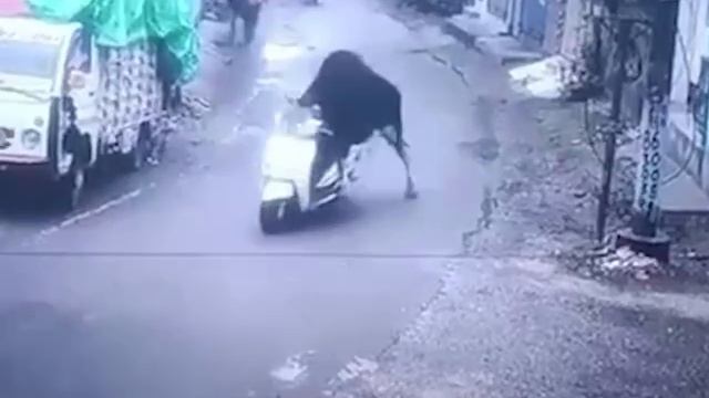 в Индии бык угнал скутер
