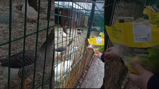 11.01.2025 прогулка в сквер на Олонецком проезде, кормление птиц