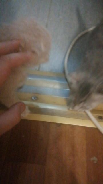 Какие милые и пушистые! 🐱🐱🐱