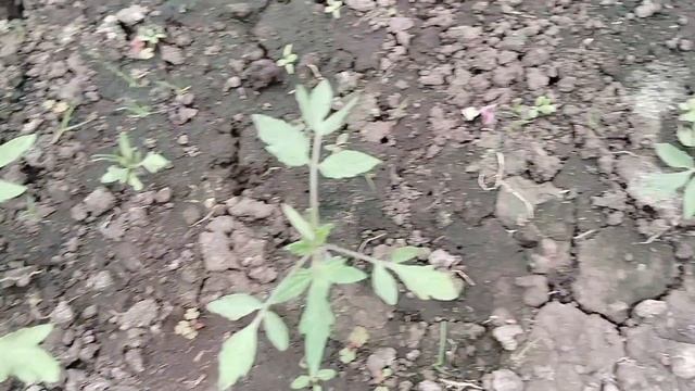 03-05-2025 Дела садово-огородные.Посев капусты поздней и редиса