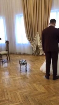 #красноярск В Норильске робопес поднес в ЗАГСе кольца