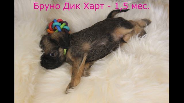 Бруно Дик Харт люби меня как я тебя 😘😘😘