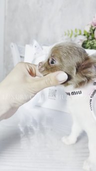 Чихуахуа мини лилово-белая с изумрудными глазками. 💎