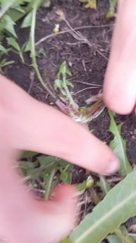 Мы нашли клей в одуванчиках