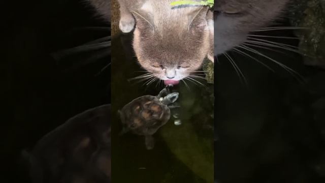 подборка смешных котиков