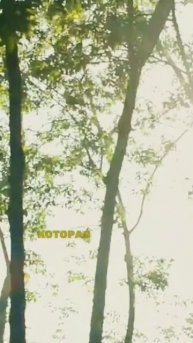 Зачем ДЕРЕВЬЯМ нужны ЛИСТЬЯ?