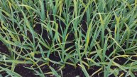 Чем подкормить чеснок ранней весной, чтобы не желтел и вырос крупным_ 🧄🌱
